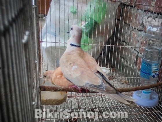 Adult Australian Dove